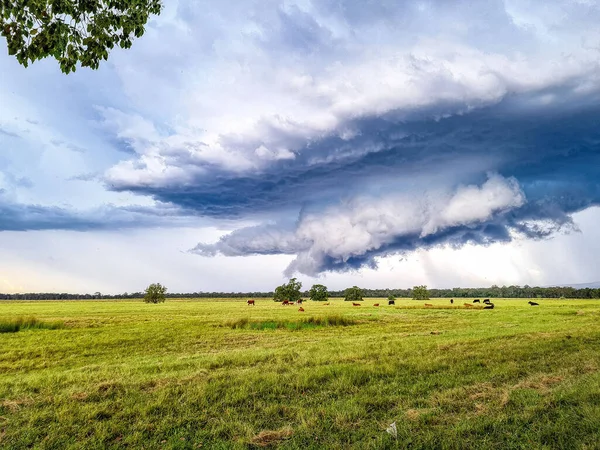 劇的な曇り空の下 開けた緑の畑での牛の放牧の風景 — ストック写真