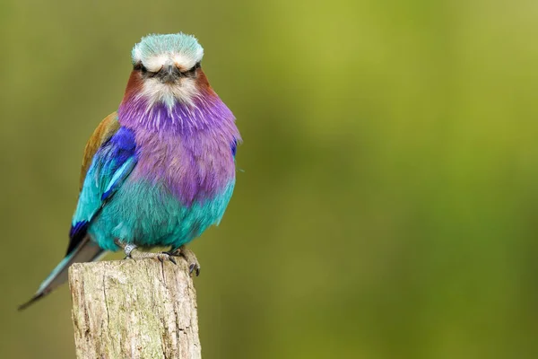 Een Close Shot Van Een Lila Breasted Roller Een Groene — Stockfoto