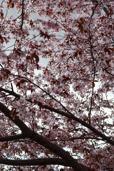 Pionowe Ujęcie Kwitnącego Wiśniowego Drzewa Zachmurzonym Tle Nieba — Zdjęcie stockowe