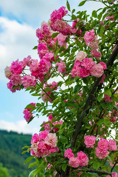 Vertical Shot Pink Wild Roses Sky Background — Stock Photo, Image