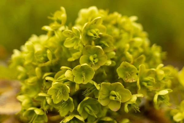 Selective Focus Shot Marsh Euphorbia Plants — Stock Photo, Image
