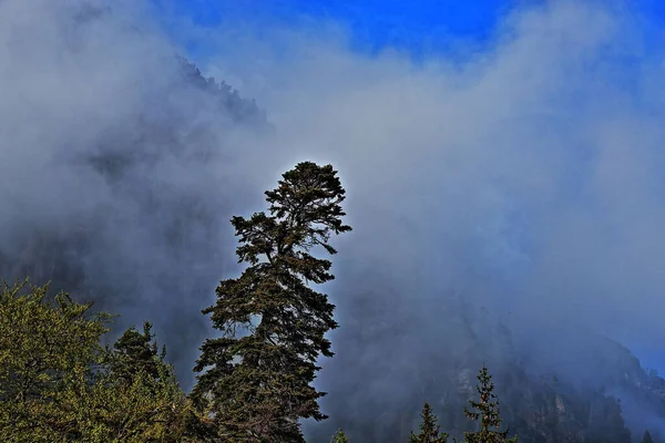 Ein Schöner Blick Auf Einen Baum Wald Vor Bewölktem Himmel — Stockfoto