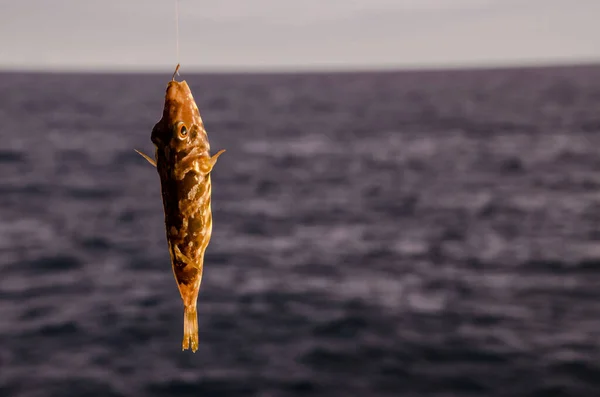 Poisson Mer Accroché Sur Océan Atlantique Bleu — Photo