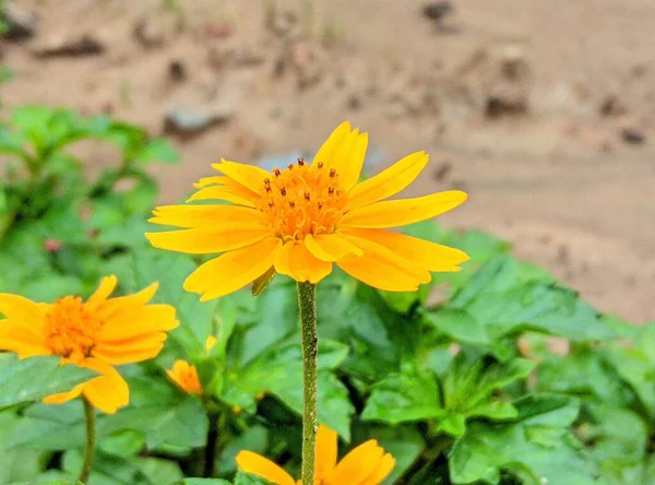 Penutup Dari Bunga Wedelia Yellow Dot Kecil Siang Hari — Stok Foto