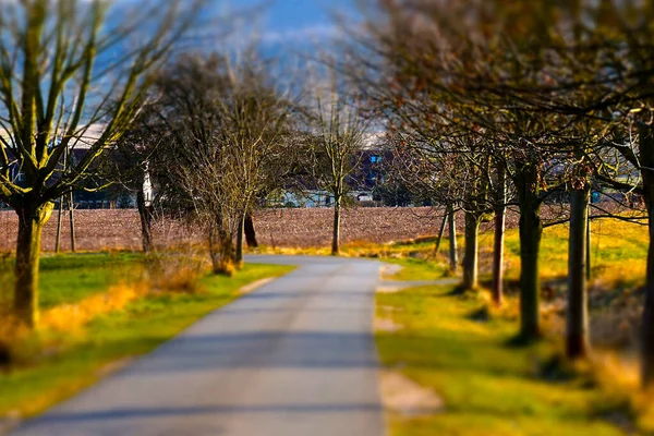 Selektive Fokusaufnahme Eines Von Bäumen Gesäumten Asphaltweges Bei Sonnigem Wetter — Stockfoto