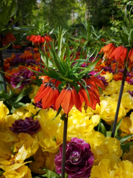 Primer Plano Vertical Fritillaria Rubra Imperialis Creciendo Parque Entre Tulipanes — Foto de Stock