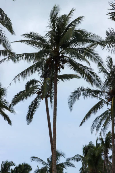 Een Lage Hoek Opname Van Kokosnoot Palmbomen Tegen Blauwe Lucht — Stockfoto
