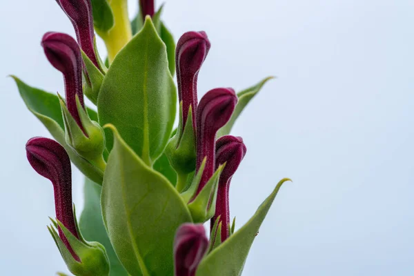 一张带有绿叶的紫色花朵的特写照片 — 图库照片