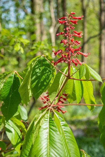Ormanda Yetişen Kırmızı Kestanesi Bitkisinin Dikey Görüntüsü — Stok fotoğraf