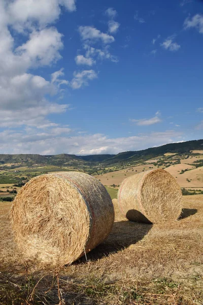 Campo Cultivado Campo Siciliano Provincia Ragusa Italia —  Fotos de Stock
