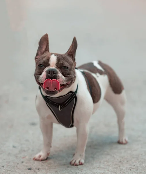 Lindo Bulldog Francés Una Calle Fondo Borroso — Foto de Stock