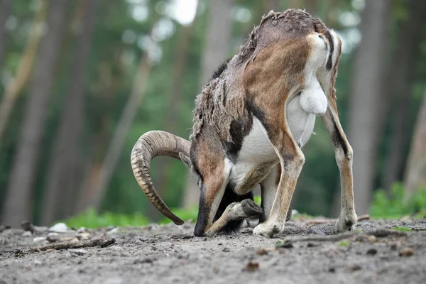 Primer Plano Hermoso Mouflon Pie Bosque Rural Cabeza Suelo — Foto de Stock