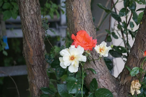 Płytkie Ognisko Białych Czerwonych Róż Ogrodowych — Zdjęcie stockowe