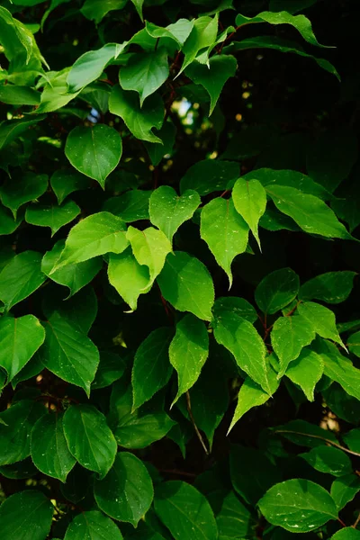 在阳光下一缕垂直的绿色植物叶子 — 图库照片