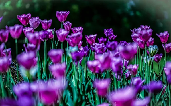 Egy Gyönyörű Fénylő Lila Tulipán Mezőn — Stock Fotó