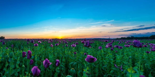 Beau Cliché Grand Champ Fleurs Pavot Opium Contre Ciel Bleu — Photo