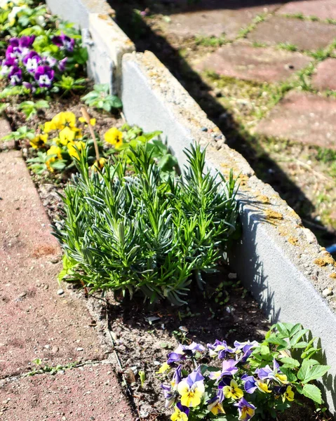 Selective Small Young Lavender Plant Household Garden — Stock Photo, Image