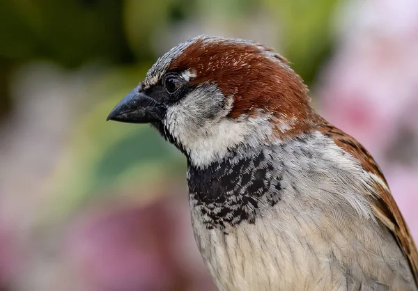 Makro Portret Domowego Wróbla Passer Domesticus — Zdjęcie stockowe