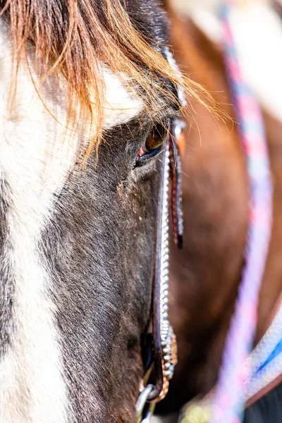 Gros Plan Vertical Portrait Cheval Brun Foncé Concentration Superficielle — Photo