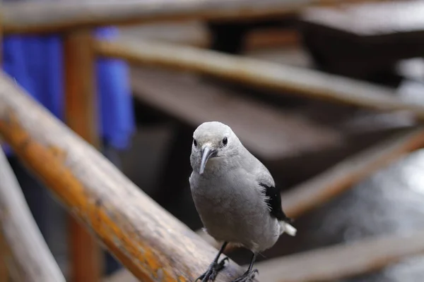 Closeup Portrait Beautiful Mountain Bird Sitting Wooden Railing — Stock Photo, Image