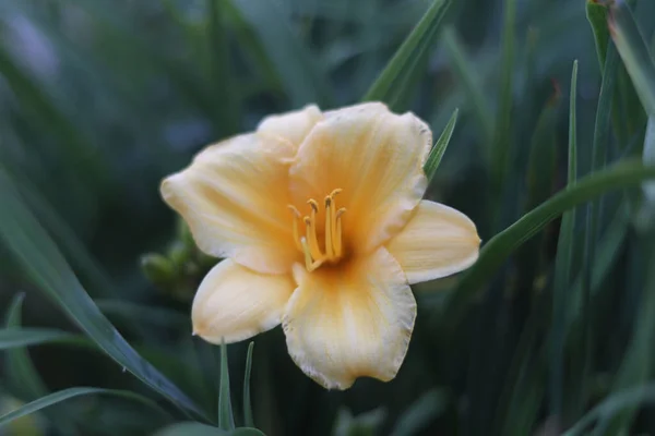 Closeup White Lily Flower Garden — Stock Photo, Image