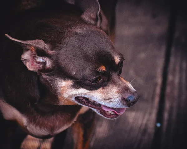 ใหญ ยทองข Chihuahua หอบในความร — ภาพถ่ายสต็อก
