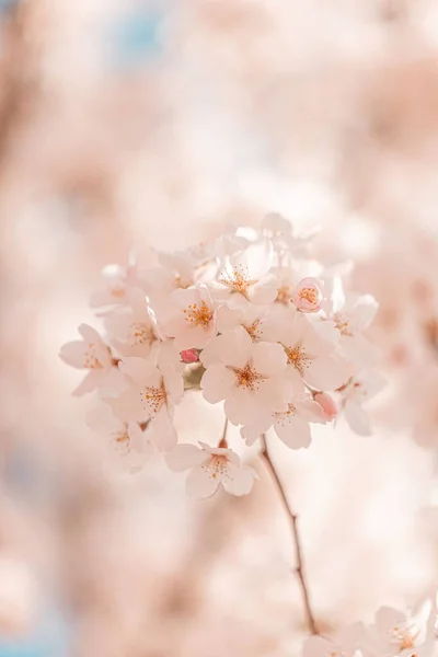 Ein Vertikaler Schuss Eines Kirschbaums Der Frühling Blüht — Stockfoto