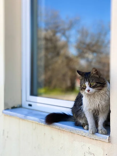 Een Verticaal Shot Van Een Schattige Pluizige Kat Een Vensterbank — Stockfoto