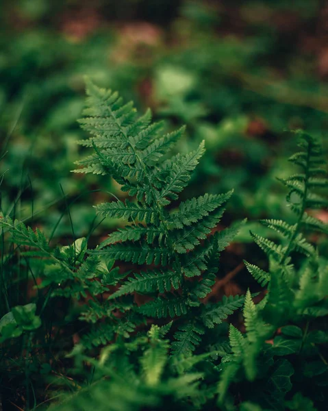 Plný Snímek Zelených Kapradinových Listů — Stock fotografie