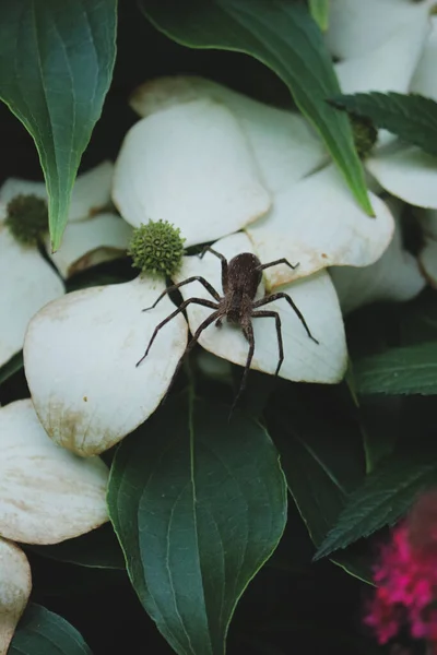 Gros Plan Vertical Une Araignée Loup Tropicale Sur Les Feuilles — Photo