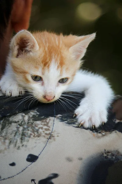 Şirin Bir Kedi Yavrusunun Portresi — Stok fotoğraf