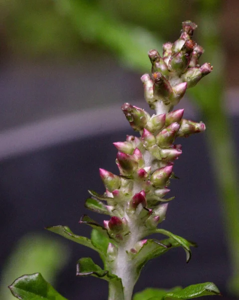 Vertical Selective Focus Shot Purple Cudweed Blurred Background — Stock Photo, Image