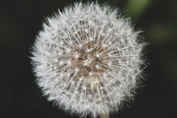 Closeup Dandelion Seedhead Taraxacum Blurry Background — Stock Photo, Image