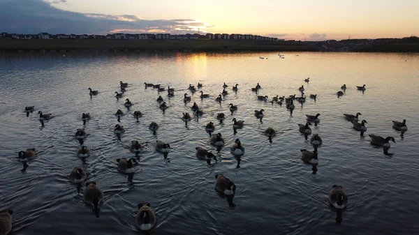 Bando Patos Selvagens Flutuando Lago Calmo Aldeia Campo Durante Pôr — Fotografia de Stock
