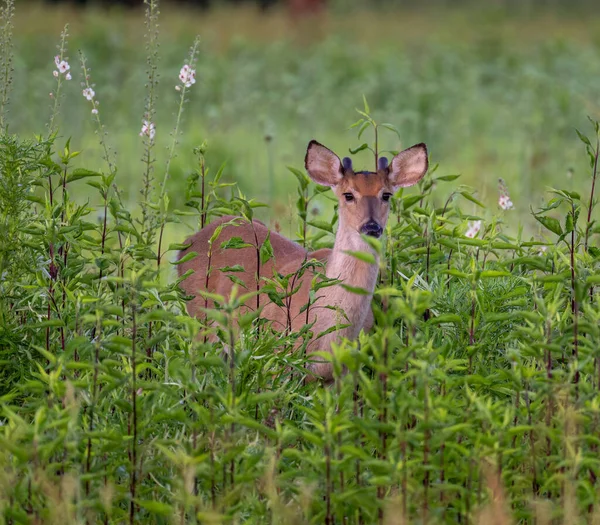 White Tailed Deer Sitting Field Tall Grass — Stock Photo, Image