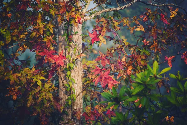 木々の上にカラフルな秋の葉 — ストック写真