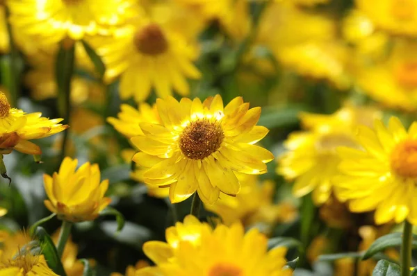 Alcuni Fiori Molto Colorati Giardino Verde — Foto Stock