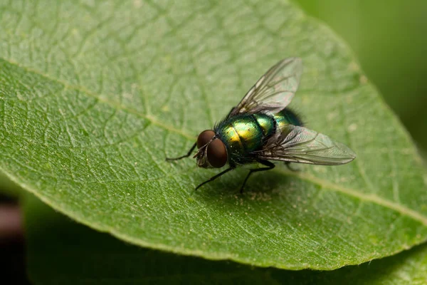 Sebuah Tembakan Makro Lalat Duduk Atas Daun — Stok Foto