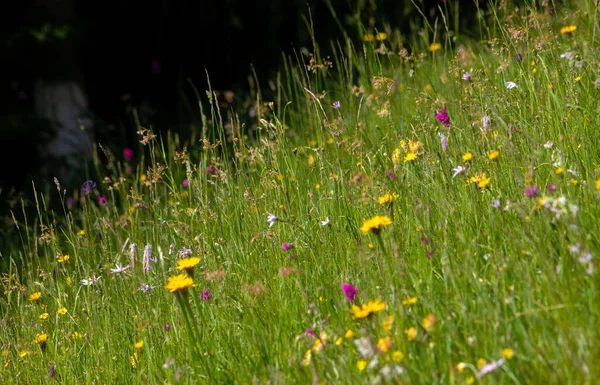 Pierwszy Plan Trawą Dzikimi Kwiatami Naturalny Lato — Zdjęcie stockowe