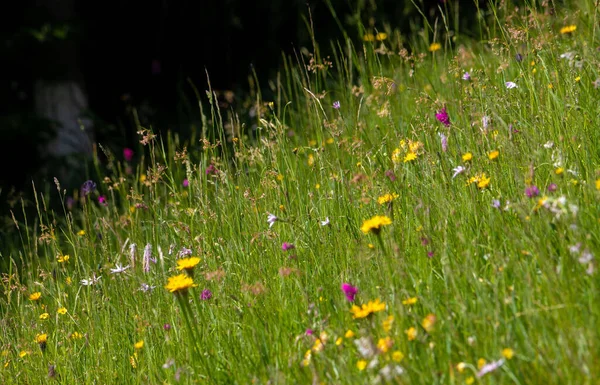 Primer Plano Con Hierba Flores Silvestres Natural Verano — Foto de Stock