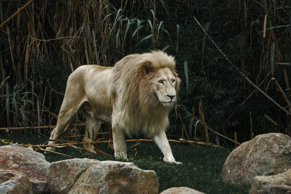 Lion Transvaal Debout Près Énormes Rochers Dans Désert — Photo