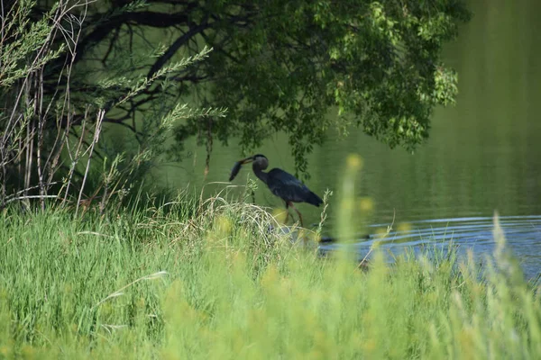 Vacker Bild Liten Blå Häger Nära Sjön Stranden — Stockfoto