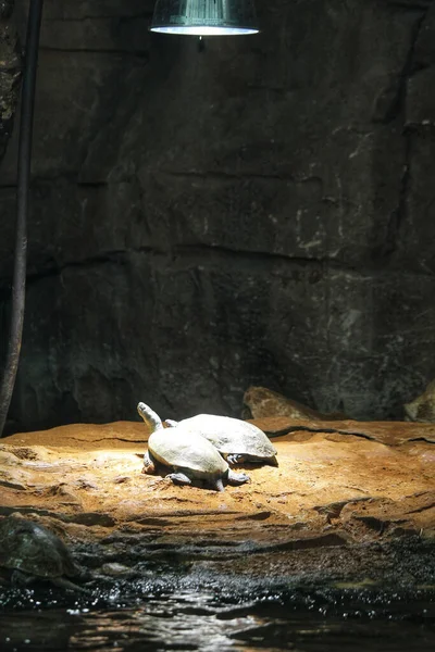 Vertikal Bild Två Sköldpaddor Nära Den Lilla Vattendammen Ett Zoo — Stockfoto