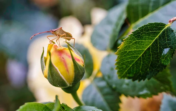 Een Schilderachtig Uitzicht Van Een Gonocerus Acuteangulatus Neergestreken Een Bloemknop — Stockfoto