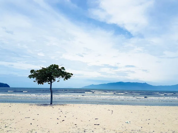 Sahilde Yalnız Bir Ağacın Güzel Bir Görüntüsü — Stok fotoğraf