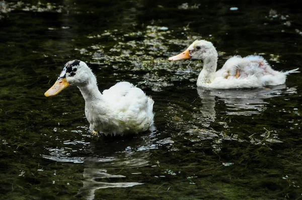 Pato Moscovo Nadando Lago Água Preta — Fotografia de Stock