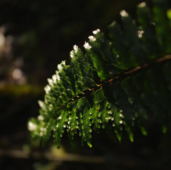 Fern Frond Fresh Green Leaves Blurred Background — Stock Photo, Image