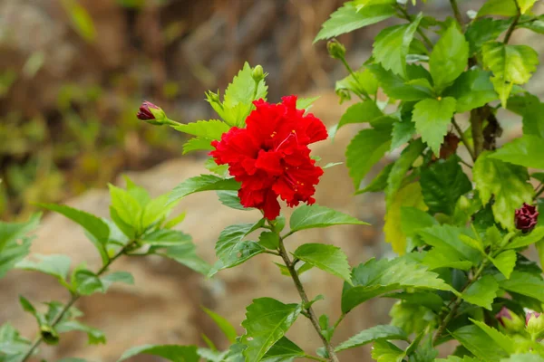 Primer Plano Hermoso Hibiscus Rojo Creciendo Jardín Día Soleado —  Fotos de Stock