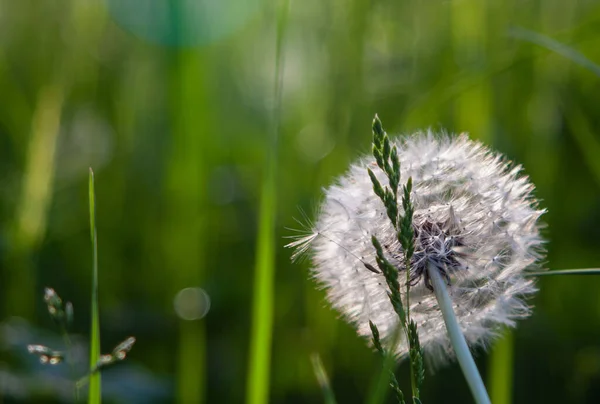 Grund Fokus Skott Vanlig Maskros Blomma Med Suddiga Gröna Växter — Stockfoto