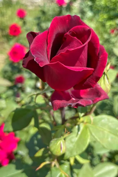 Plano Vertical Una Flor Rosa Roja Jardín Sobre Fondo Borroso — Foto de Stock